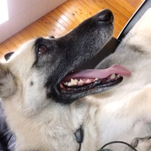 Meet your Posher, Cherish